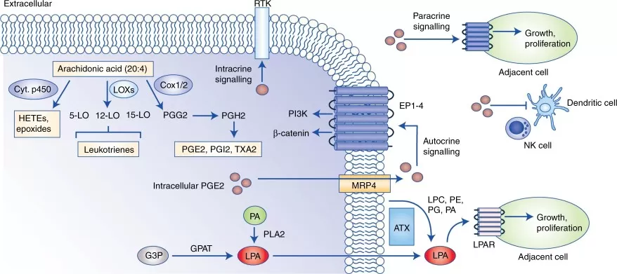 Remodelling of the tumour microenvironment by bioactive lipids in cancer metabolism showing lipid signaling pathways